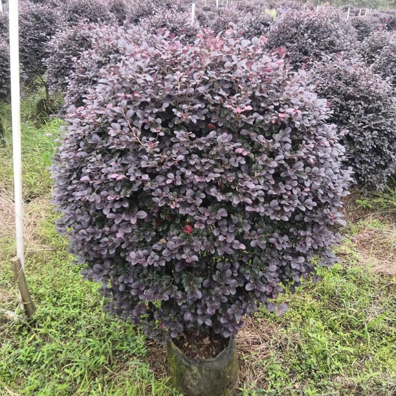 产地直供清地苗红花继木红继木50-120cm实球给价就卖