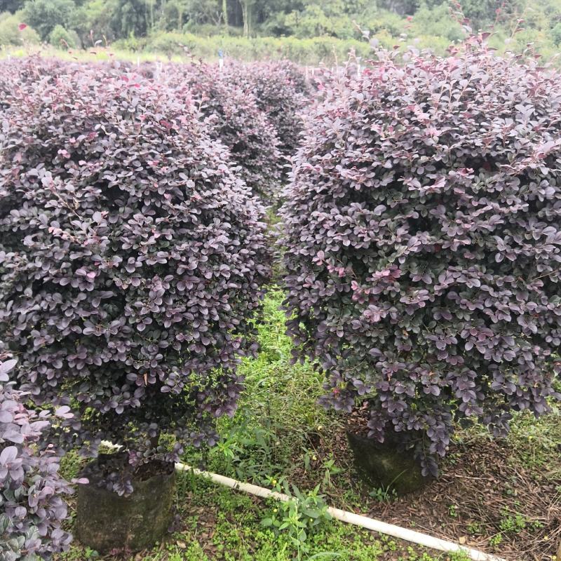 产地直供清地苗红花继木红继木50-120cm实球给价就卖