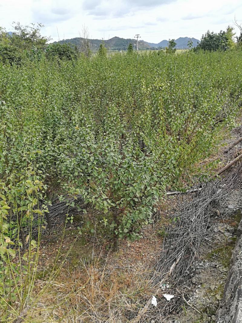 红梅树地径3～8cm存量2000支待售
