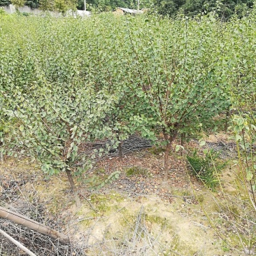 红梅树地径3～8cm存量2000支待售