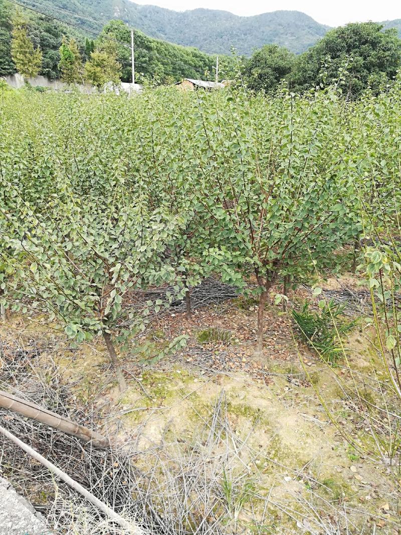 红梅树地径3～8cm存量2000支待售