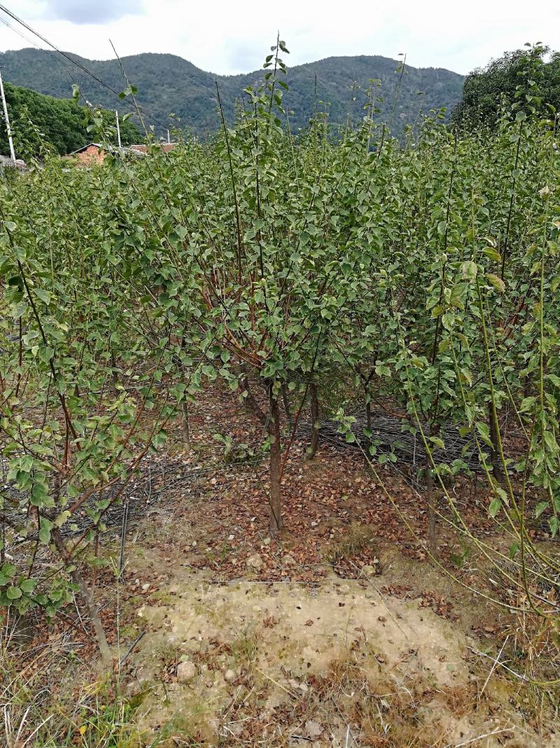 红梅树地径3～8cm存量2000支待售