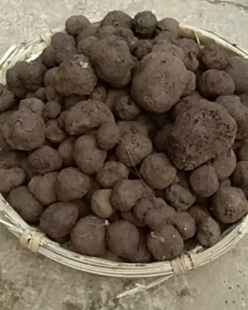 云南黑松露大自然的馈赠