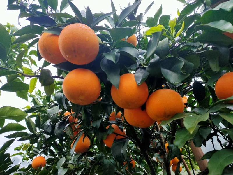 富顺万亩爱媛38果冻橙大量上市年产500万斤以上