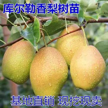库尔勒香梨树苗，保证品种，可签合同，包成活率