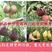 库尔勒香梨树苗，保证品种，可签合同，包成活率