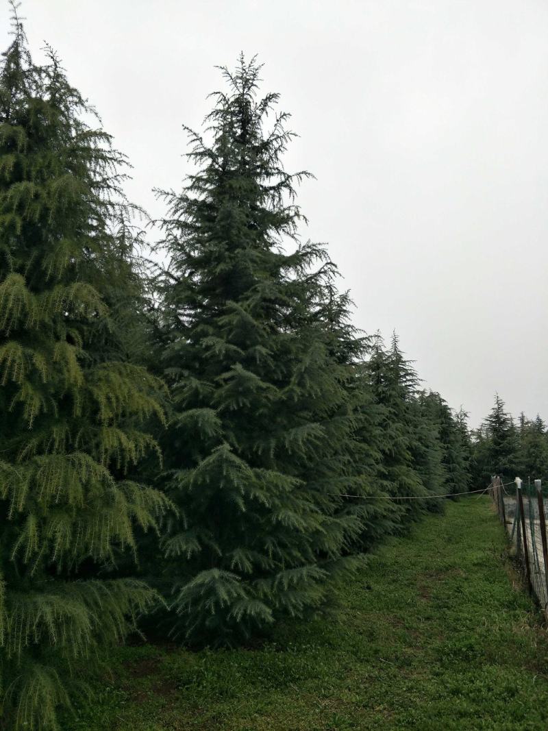 河南精品雪松包检疫2~6米随号随挖基地直供