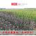 绿宝石梨树苗，保证品种，可签合同，包成活率