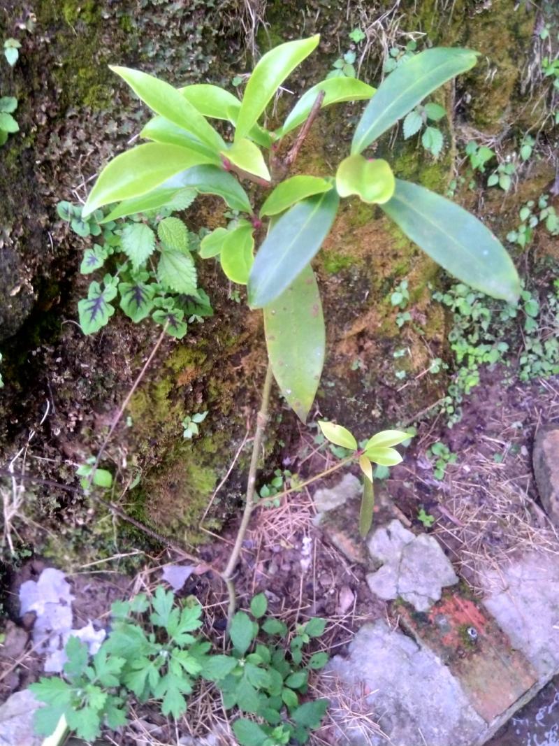 绿植盆景，八角树苗