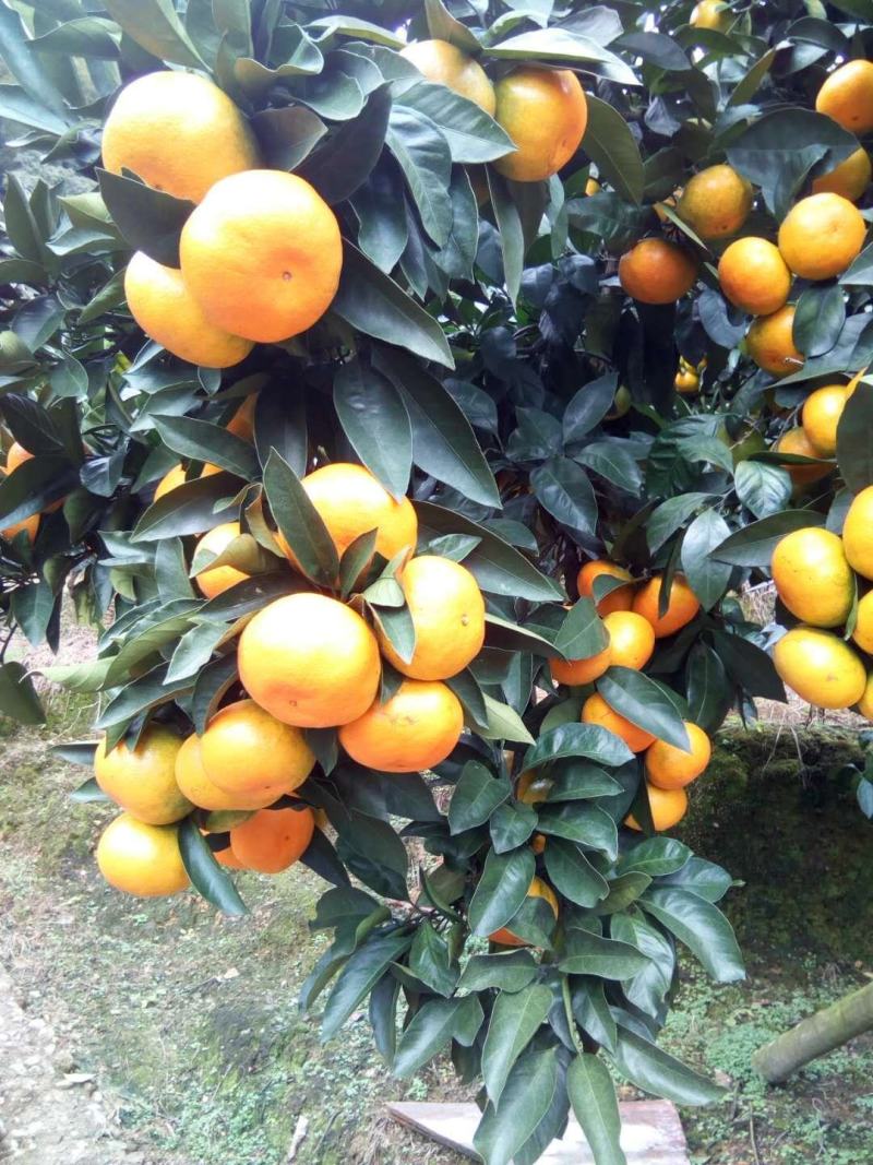 福建小陶特早蜜橘，特甜无渣，质量保证，合作共赢