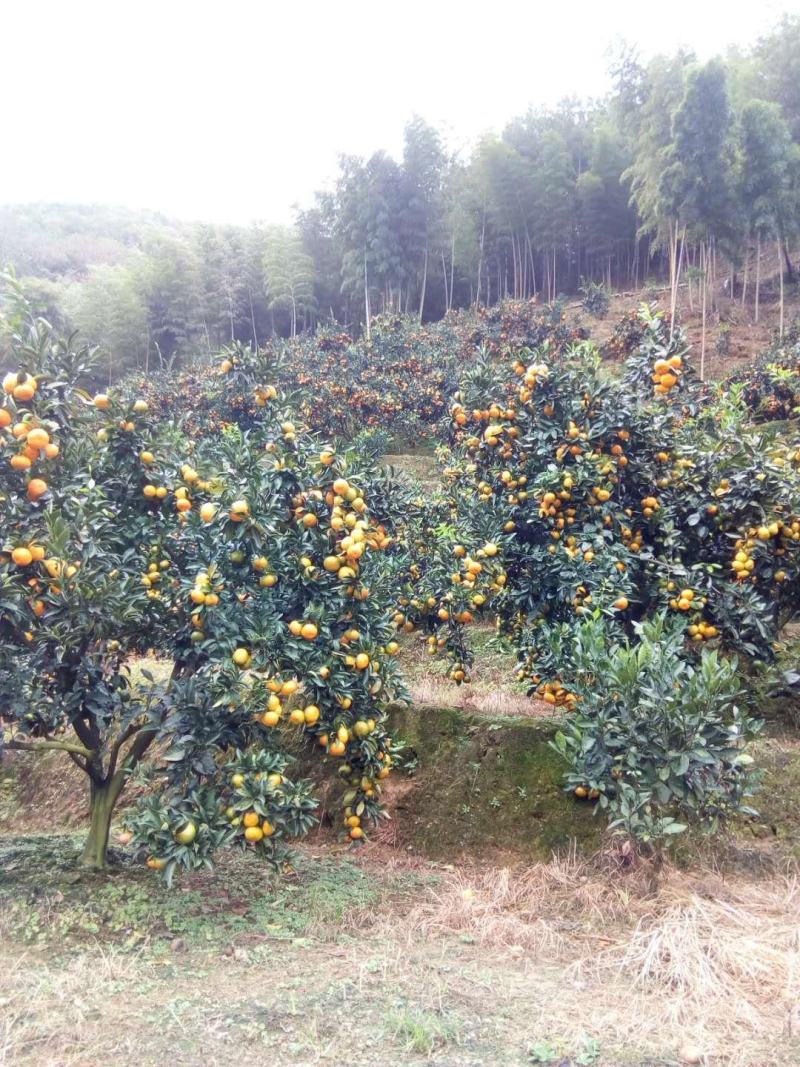 福建小陶特早蜜橘，特甜无渣，质量保证，合作共赢