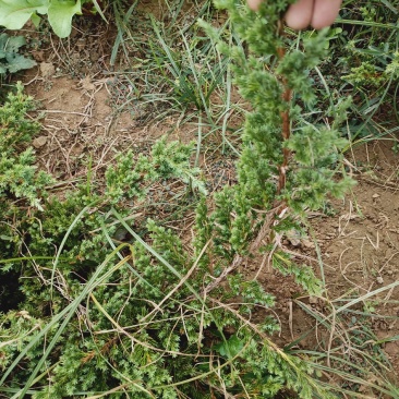 老兵花卉自产自销趴地柏