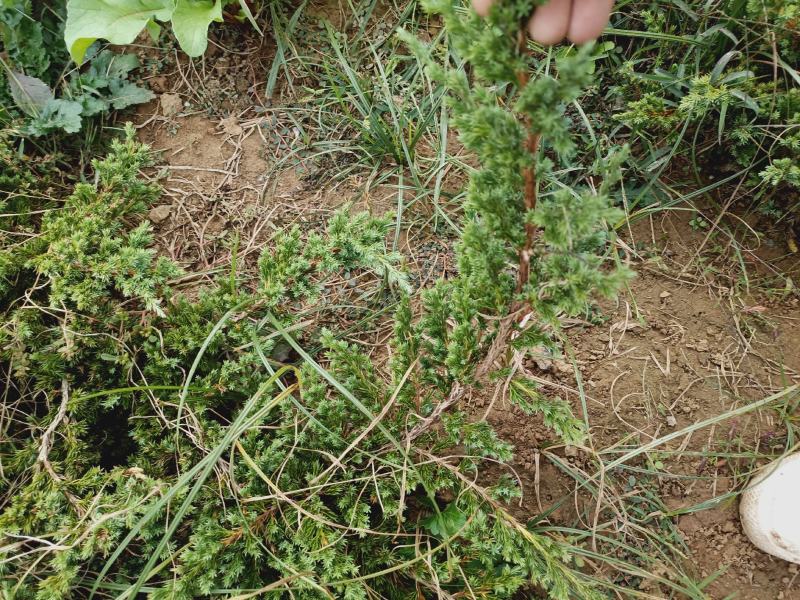 老兵花卉自产自销趴地柏