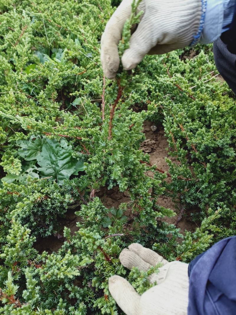 老兵花卉自产自销趴地柏