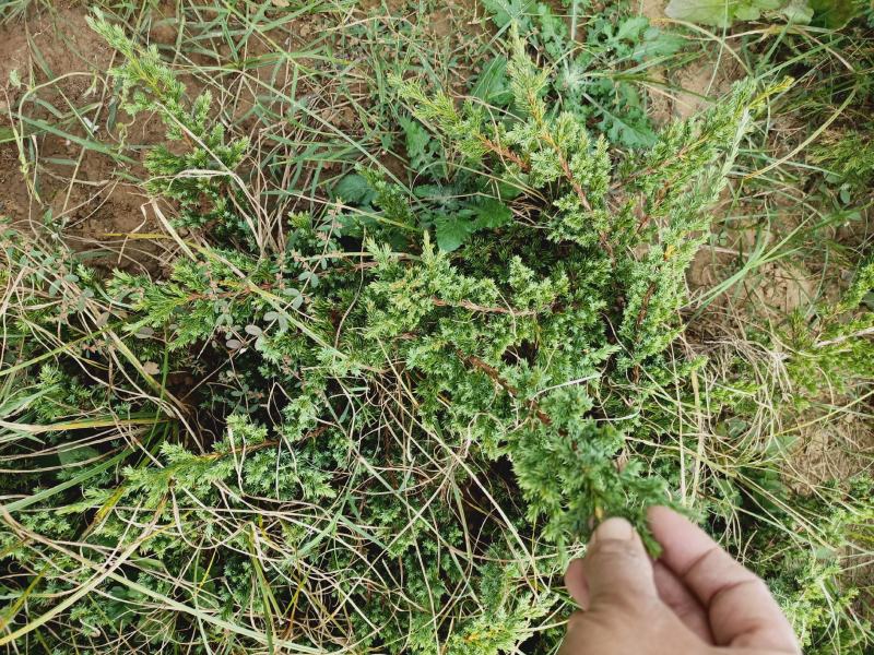 老兵花卉自产自销趴地柏