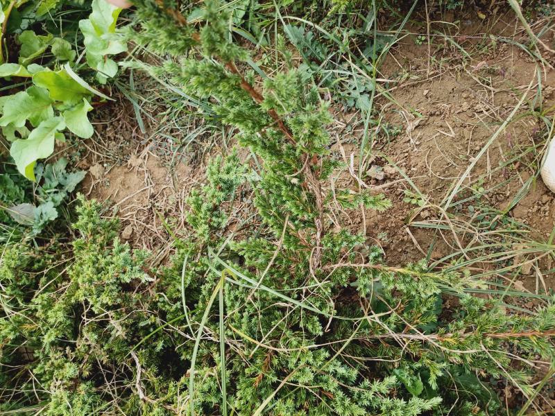 老兵花卉自产自销趴地柏