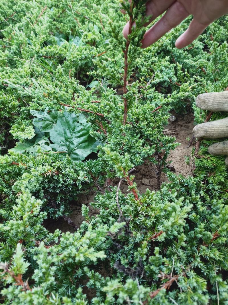 老兵花卉自产自销趴地柏