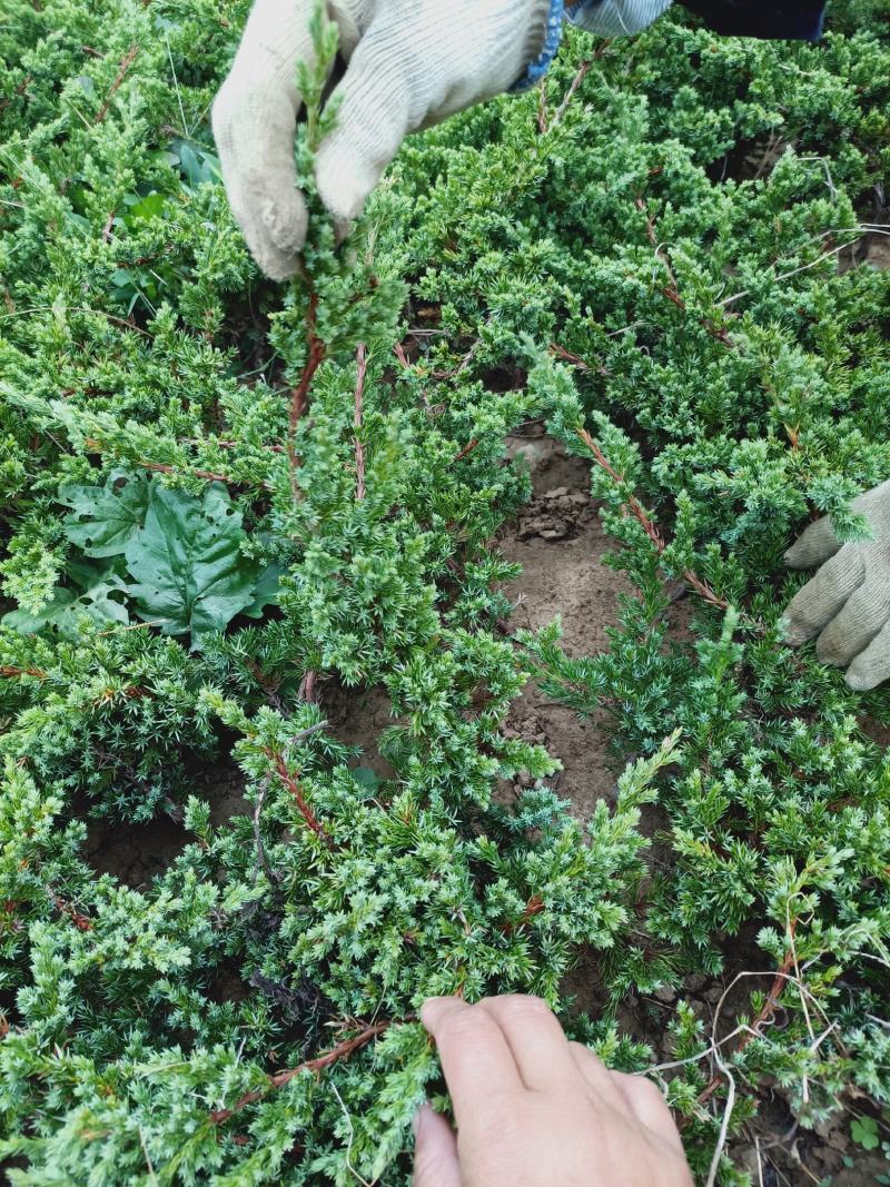老兵花卉自产自销趴地柏