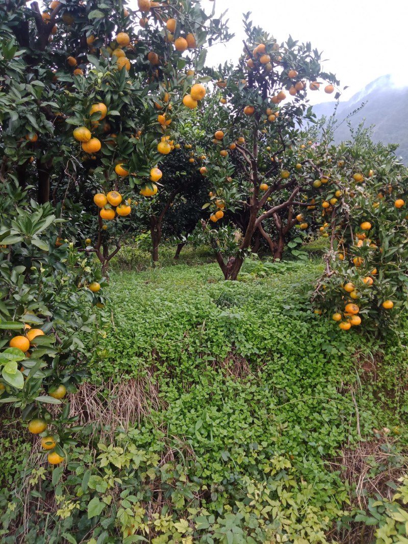 我地主产柑橘，味纯甜而闻名全国。果靓而带火红招各客商喜爱