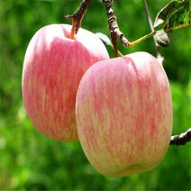 红富士苹果苗基地直销包成活技术南北方种植放心苗
