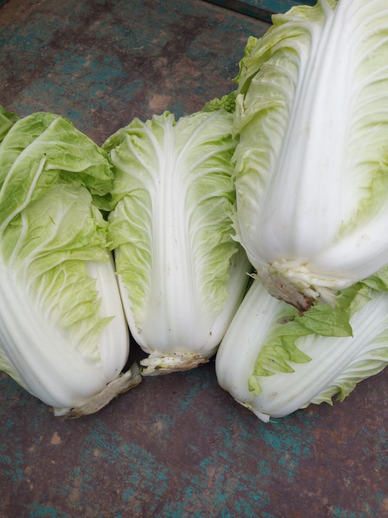 本人种植50亩地的大白菜