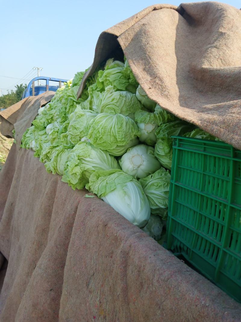 本人种植50亩地的大白菜