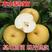 丰水梨树苗，保证品种，可签合同，包成活率