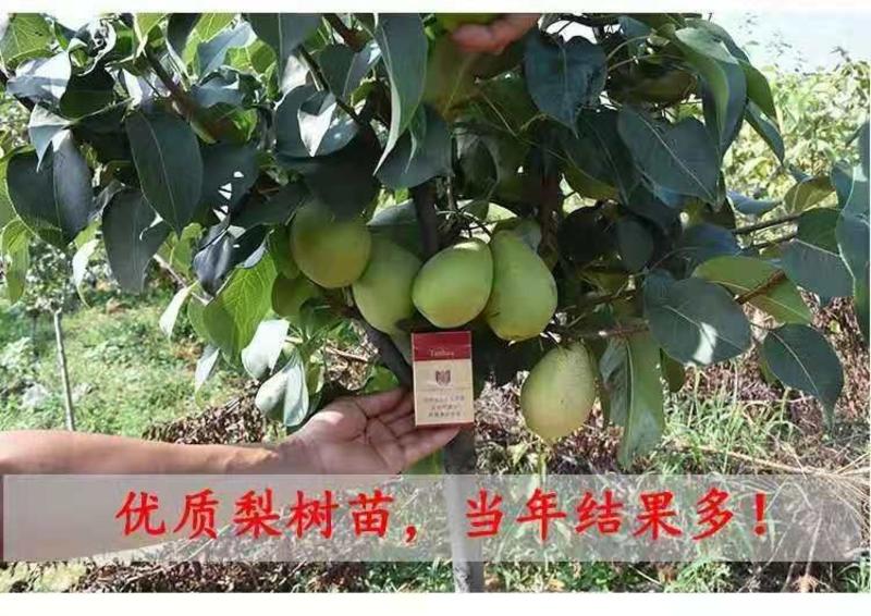 丰水梨树苗，保证品种，可签合同，包成活率