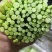 芦篙，蓠蒿，泥蒿，冬季正常供应