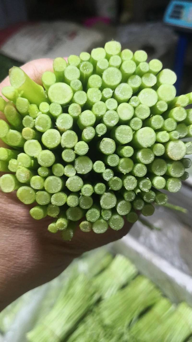 芦篙，蓠蒿，泥蒿，冬季正常供应