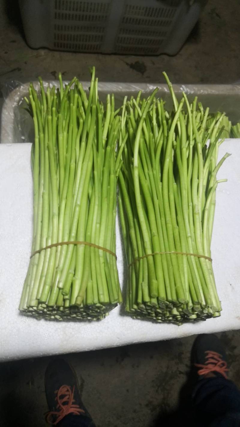 芦篙，蓠蒿，泥蒿，冬季正常供应