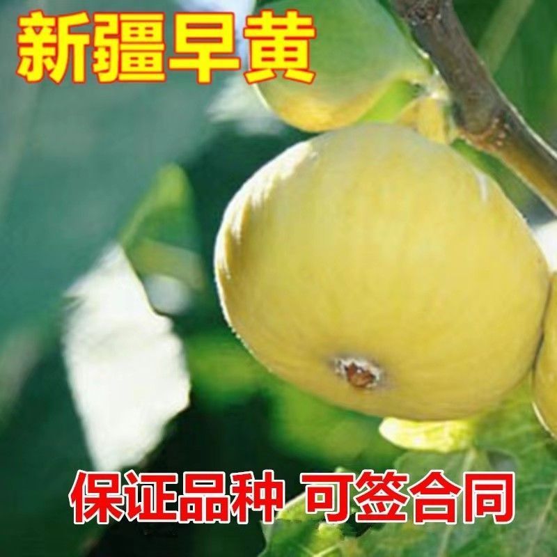 新疆早黄无花果树苗，保证品种，可签合同，包成活率