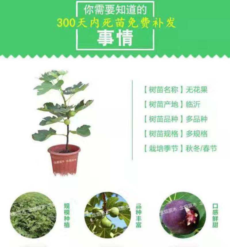 新疆早黄无花果树苗，保证品种，可签合同，包成活率