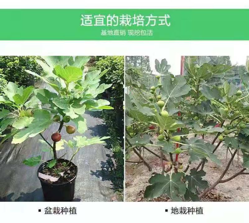 新疆早黄无花果树苗，保证品种，可签合同，包成活率