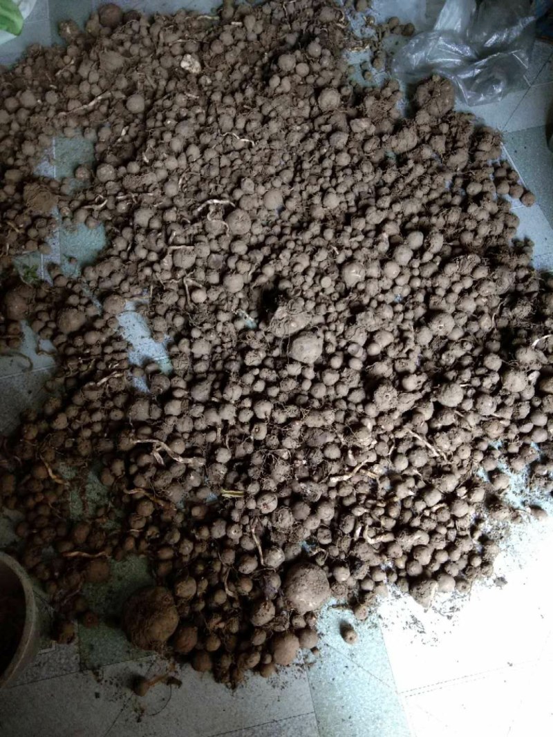 出售磨牙种子需要联系我