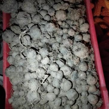 出售磨牙种子需要联系我