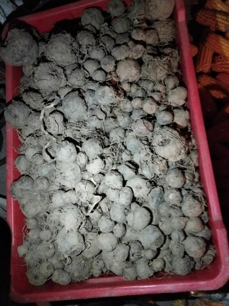 出售磨牙种子需要联系我