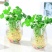 水培植物铜钱草室内盆栽水生绿植花卉金钱草创意桌面盆景净化