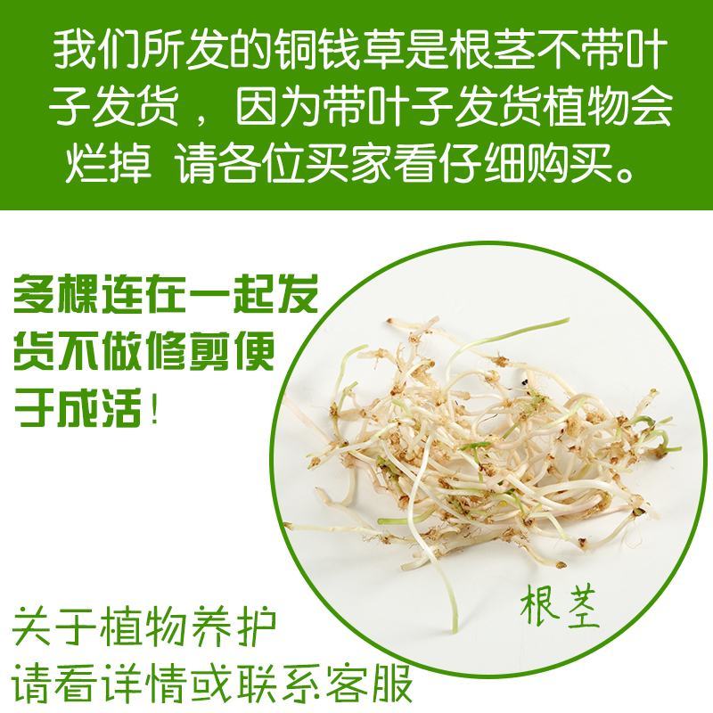 水培植物铜钱草室内盆栽水生绿植花卉金钱草创意桌面盆景净化