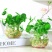水培植物铜钱草室内盆栽水生绿植花卉金钱草创意桌面盆景净化