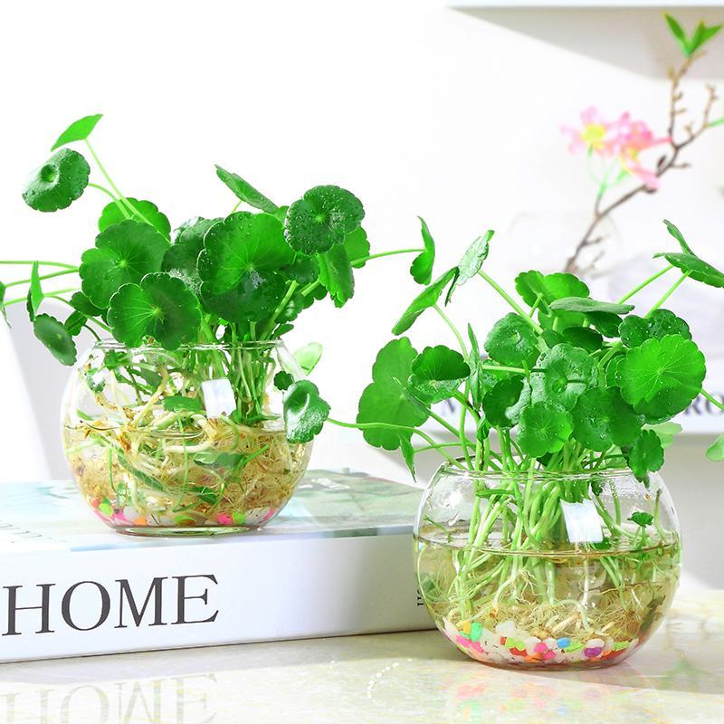 水培植物铜钱草室内盆栽水生绿植花卉金钱草创意桌面盆景净化