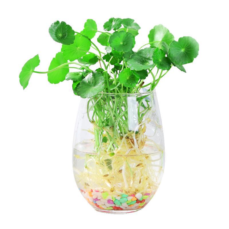 水培植物铜钱草室内盆栽水生绿植花卉金钱草创意桌面盆景净化