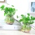 水培植物铜钱草室内盆栽水生绿植花卉金钱草创意桌面盆景净化