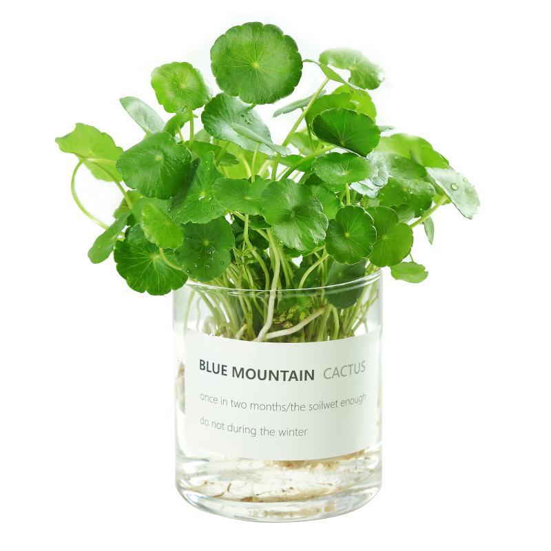 水培植物铜钱草室内盆栽水生绿植花卉金钱草创意桌面盆景净化