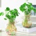 水培植物铜钱草室内盆栽水生绿植花卉金钱草创意桌面盆景净化