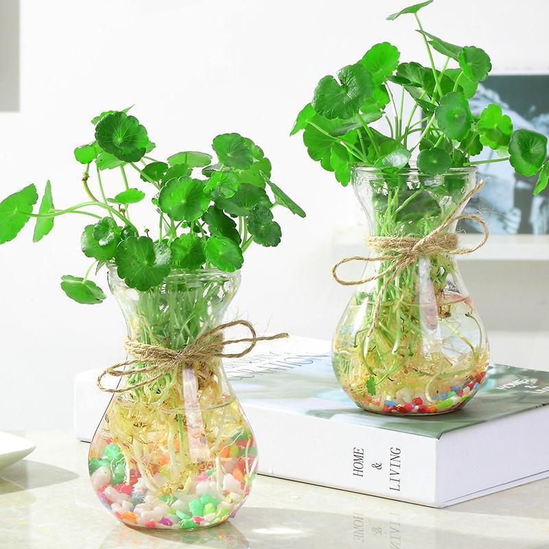 水培植物铜钱草室内盆栽水生绿植花卉金钱草创意桌面盆景净化