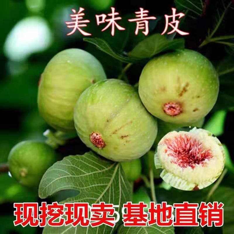 【青皮无花果树苗】保证品种，可签合同，包成活率