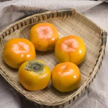 北京平谷脆柿子，可以直接吃，晒柿饼，上等佳品