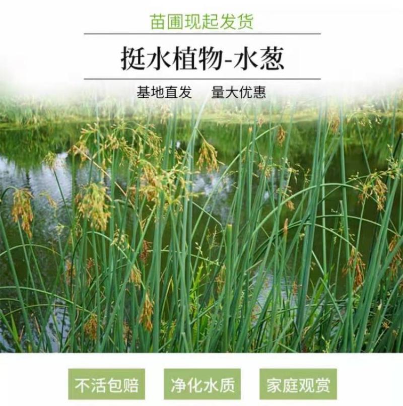 水生挺水花卉水葱植物苗葱蒲莞草湿地公园园林工程绿化