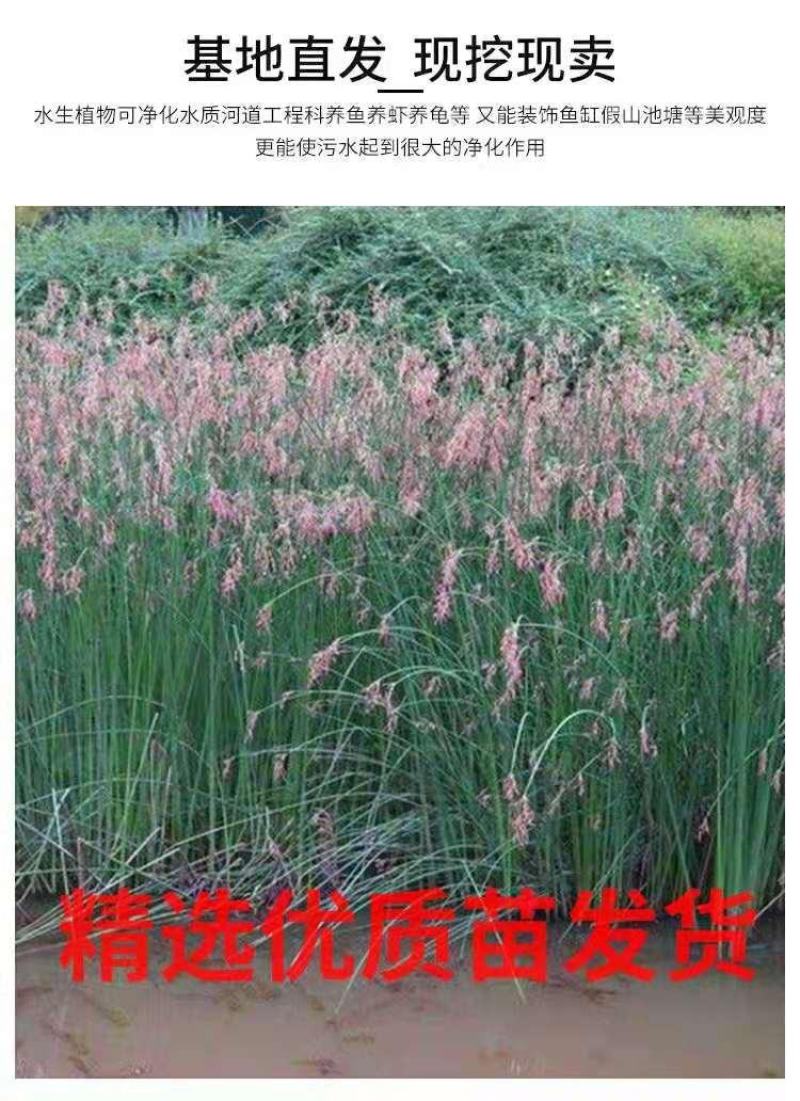 水生挺水花卉水葱植物苗葱蒲莞草湿地公园园林工程绿化